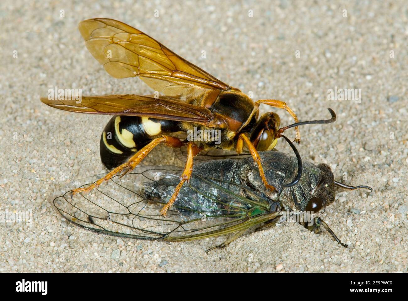 Cicada Killer ( Sphecius speciosus ) paralizzare e mangiare Cicada, e USA di Skip Moody/Dembinsky Photo Assoc Foto Stock