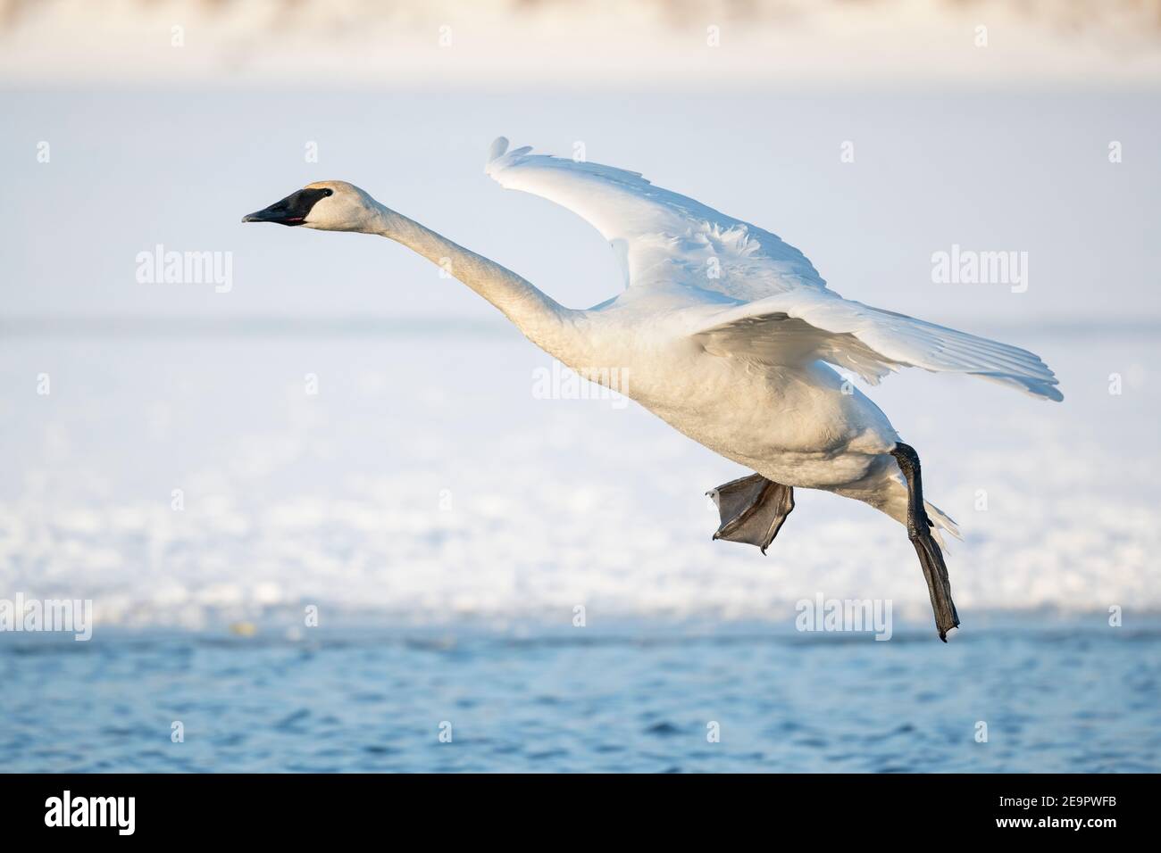 Trombeter Swan Landing (Cygnus buccinator), fiume Mississippi, MN, USA, di Dominique Braud/Dembinsky Photo Assoc Foto Stock