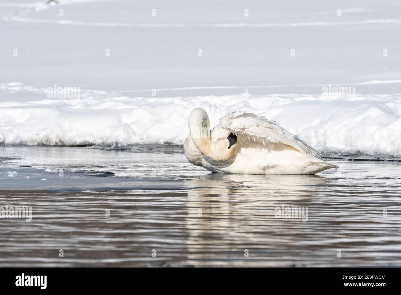 Tromba rana preening, fixing piume, (Cygnus buccinator), Inverno, fiume Mississippi, MN, USA, di Dominique Braud/Dembinsky Photo Assoc Foto Stock