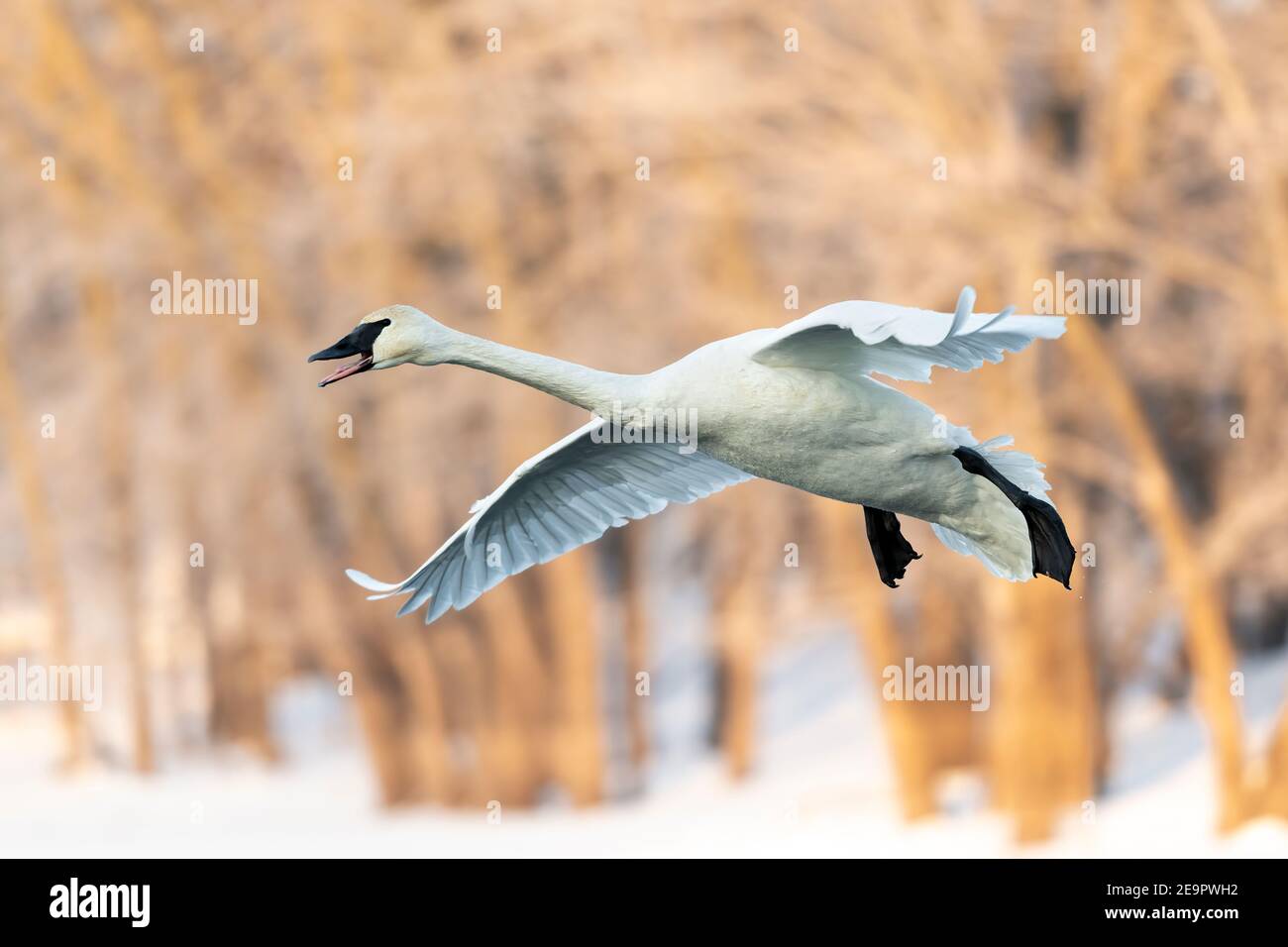 Trombeter Swan Landing (Cygnus buccinator), fiume Mississippi, MN, USA, di Dominique Braud/Dembinsky Photo Assoc Foto Stock