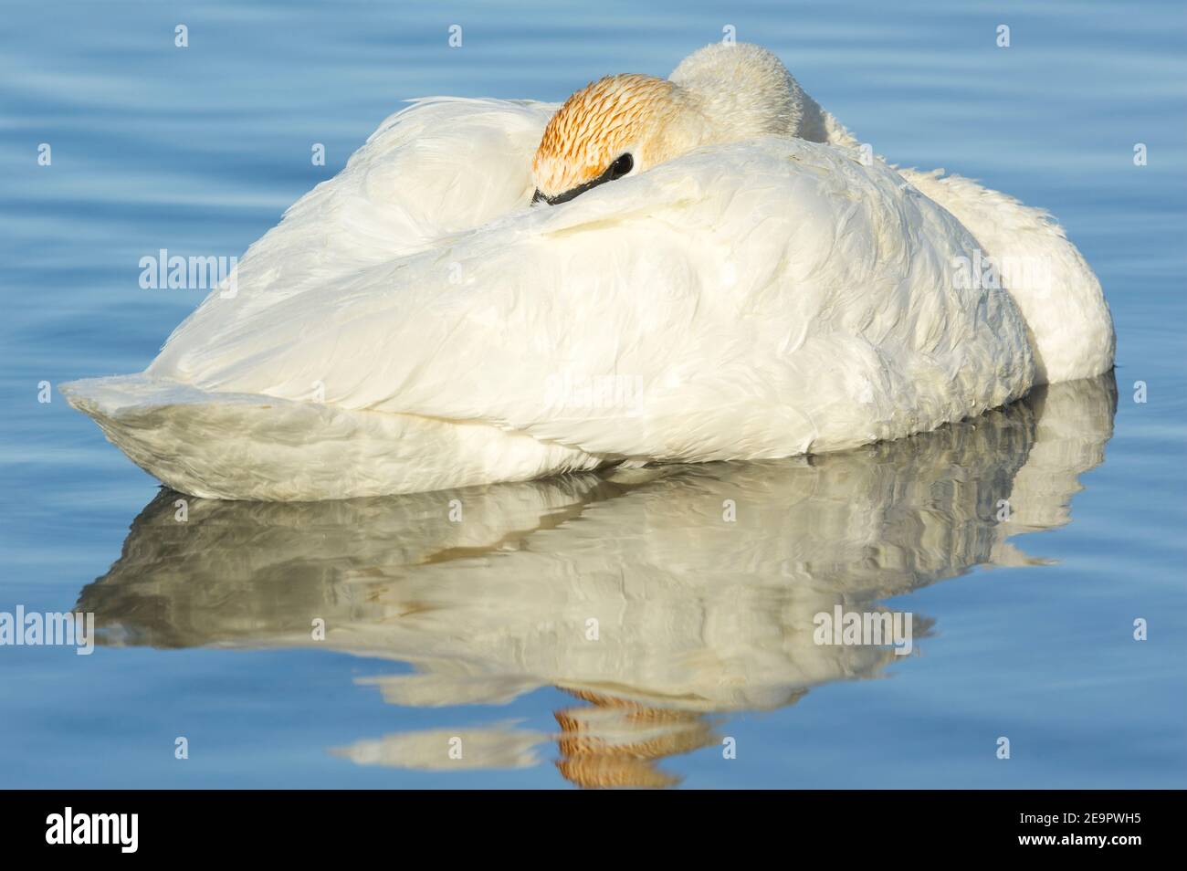 Trombeter swan addormentato, in acqua, (Cygnus buccinator), Inverno, fiume Mississippi, MN, USA, di Dominique Braud/Dembinsky Photo Assoc Foto Stock