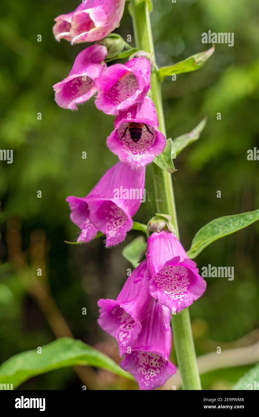 Issaquah, Washington, Stati Uniti. Foxglove comune (Digitalis purpurea) è un perenne o biennale, e ha punte di fiori tubolari. Un'ape bumble è poli Foto Stock