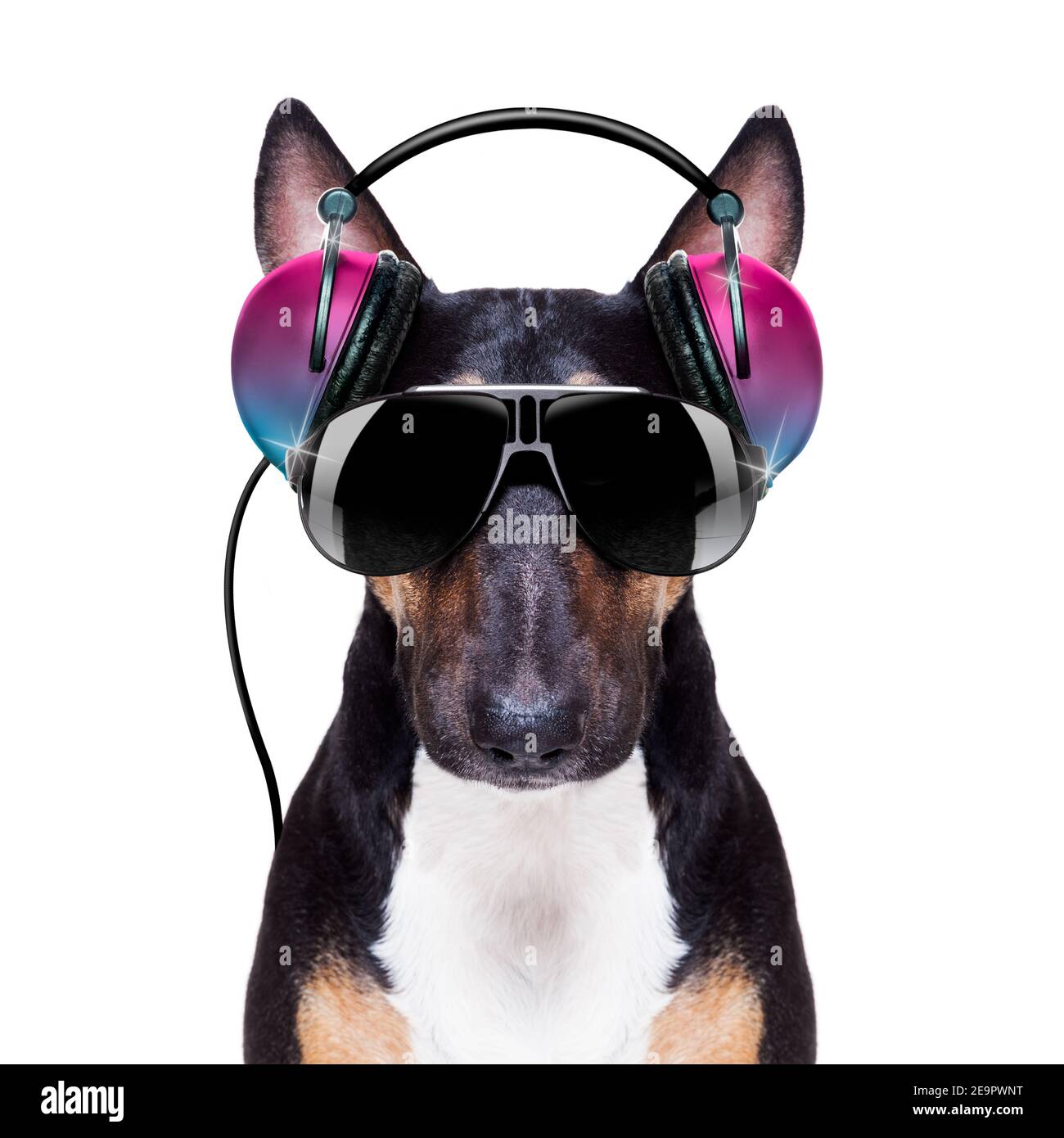 DJ bull terrier cane che suona musica in un club con disco palla, isolato su sfondo bianco Foto Stock