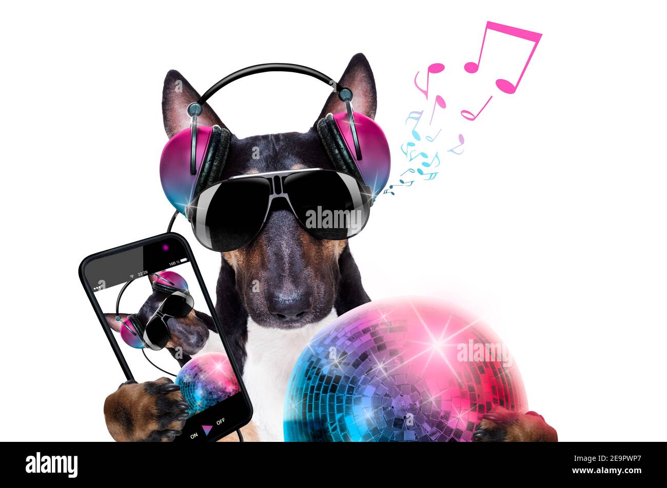 DJ bull terrier cane suonare musica in un club con disco palla , isolato su sfondo bianco, facendo un selfie Foto Stock