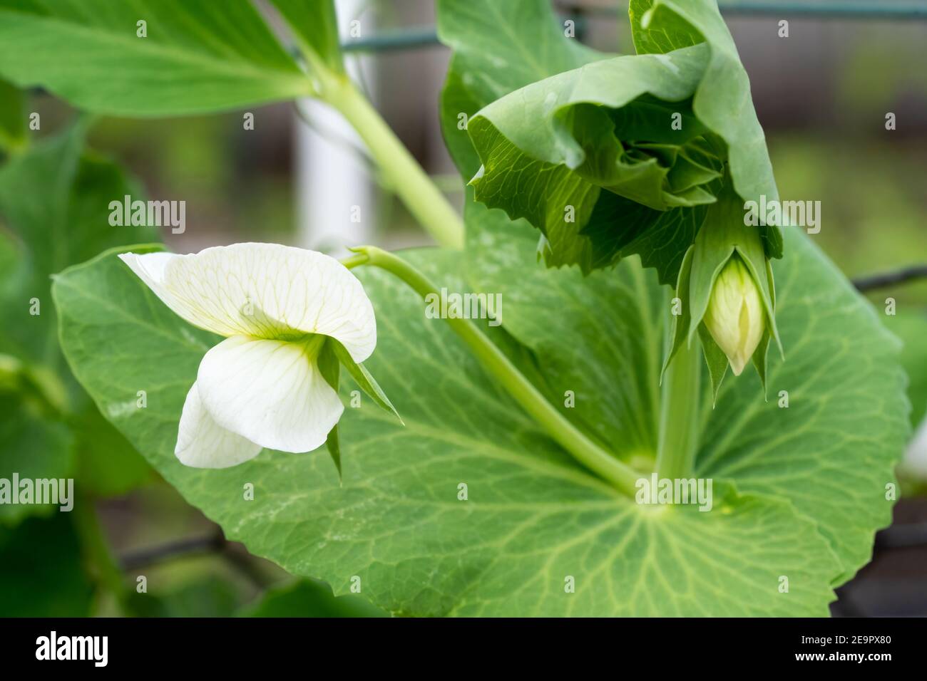 Issaquah, Washington, Stati Uniti. Zucchero Snap Pea pianta con fiore Foto Stock