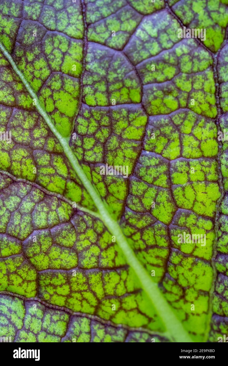 Issaquah, Washington, Stati Uniti. Primo piano di Dragon Tongue Mustard Green foglia, con venature viola e midrib bianco. Foto Stock
