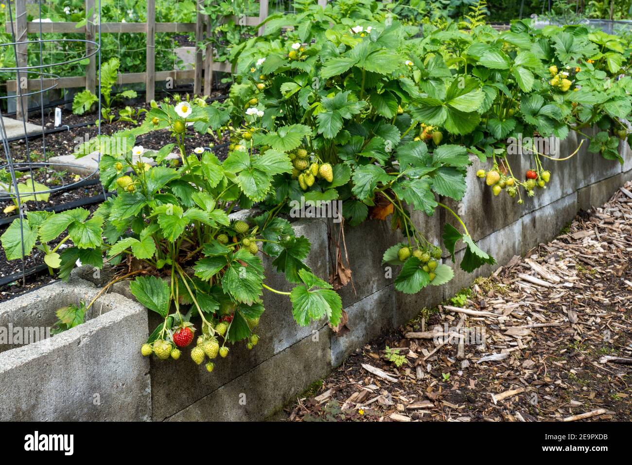 Issaquah, Washington, Stati Uniti. Piante di fragola che crescono all'interno di blocchi di cenere riempiti di terreno che formano il bordo di un orto. Foto Stock