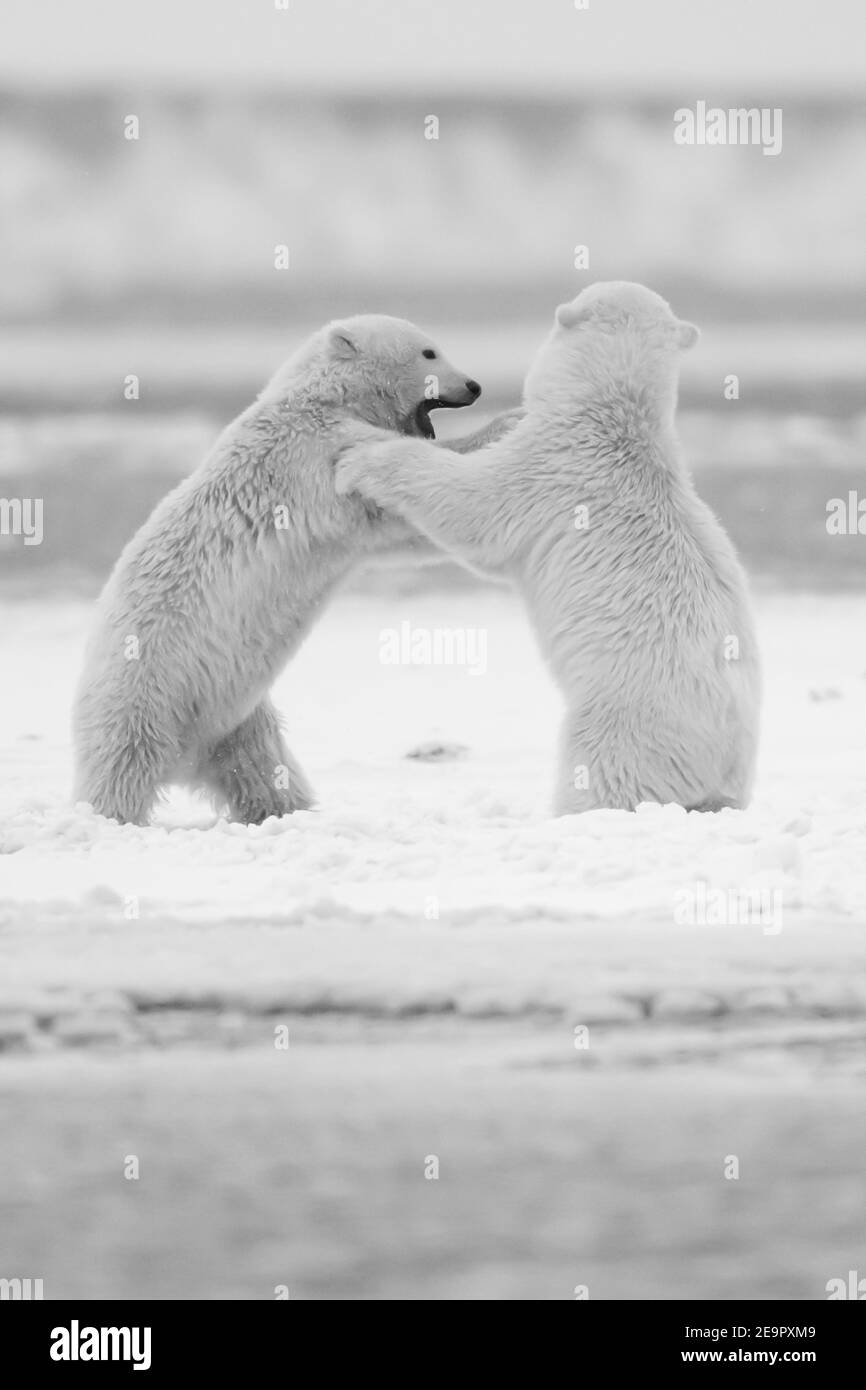 Cuccioli orsi polari Foto e Immagini Stock in Bianco e Nero - Alamy