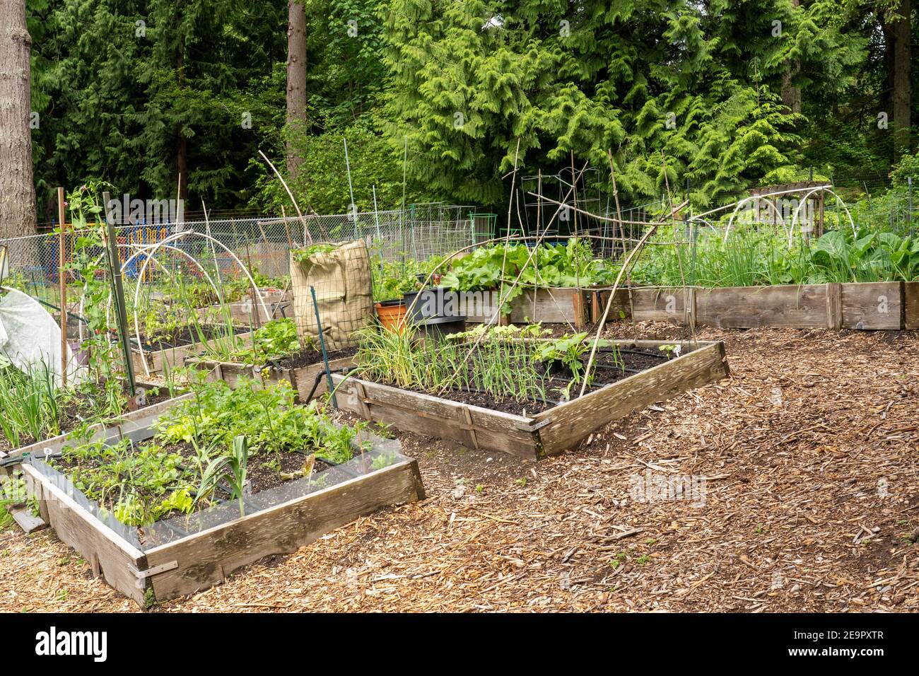 Issaquah, Washington, Stati Uniti. Giardino comunitario primaverile con aglio, cipolle, lattuga, squash, patate e altre piante vegetali Foto Stock