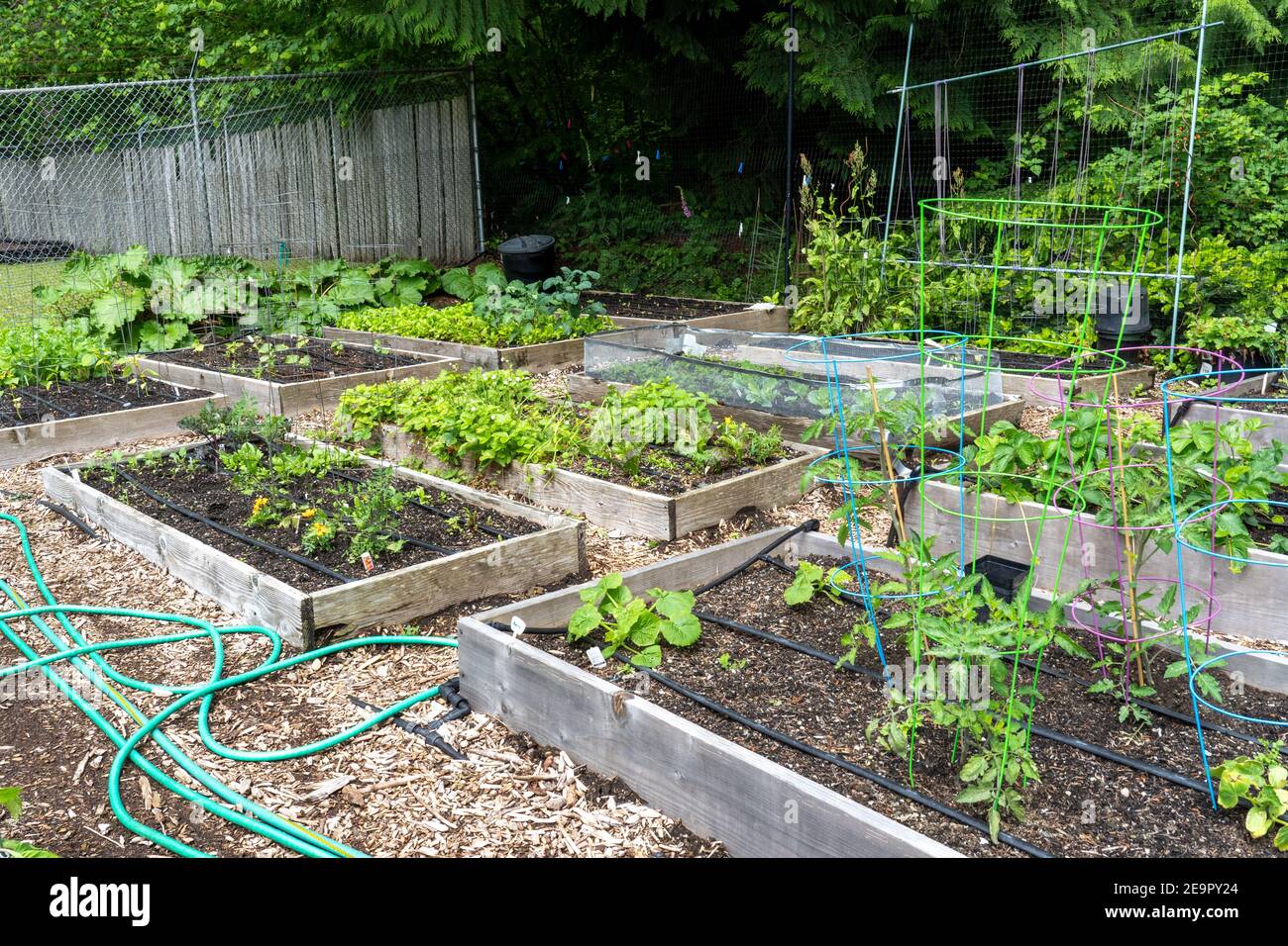 Issaquah, Washington, Stati Uniti. Giardino della comunità primaverile con pomodori, squash, rabarbaro e altre piante vegetali Foto Stock