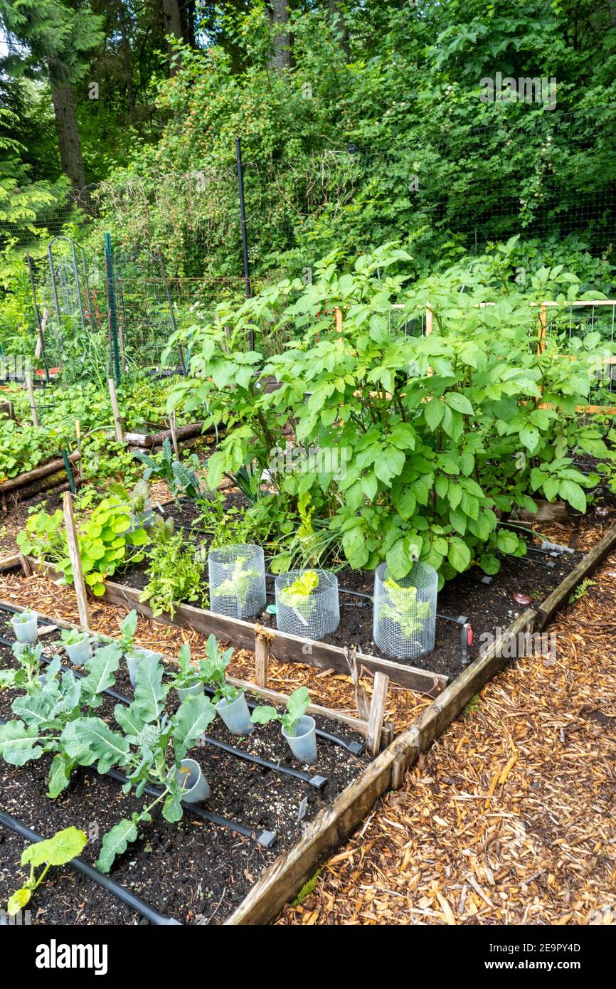 Issaquah, Washington, Stati Uniti. Giardino di comunità a letto rialzato primaverile con broccoli, lattuga, patate e altre piante vegetali. Foto Stock