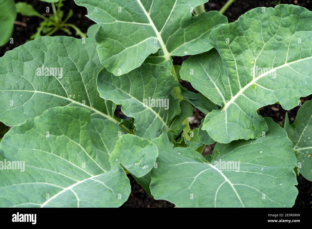Issaquah, Washington, Stati Uniti. Gypsy Broccoli pianta in primavera. Foto Stock