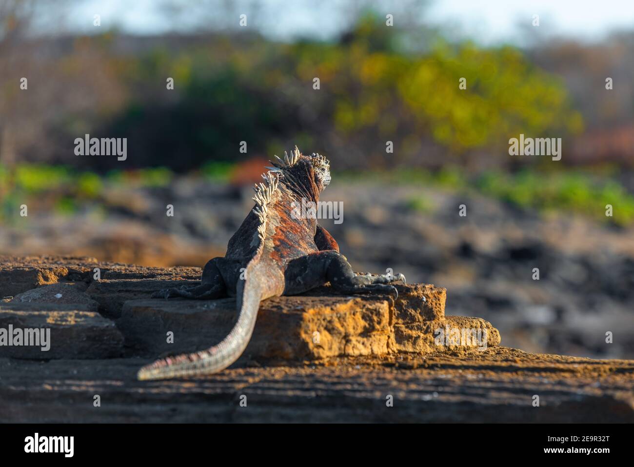 Iguana marina (cristatus di Amblyrhynchus) ritratto al tramonto sulla spiaggia di roccia lavica di Puerto Egas, isola di Santiago, isole Galapagos, Ecuador. Foto Stock