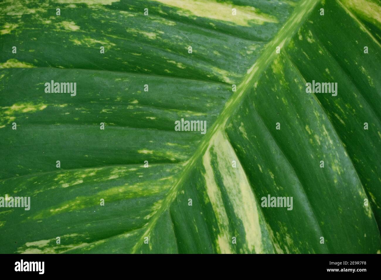 Indonesia Bali North Bali - sfondo di piante di gomma Foto Stock