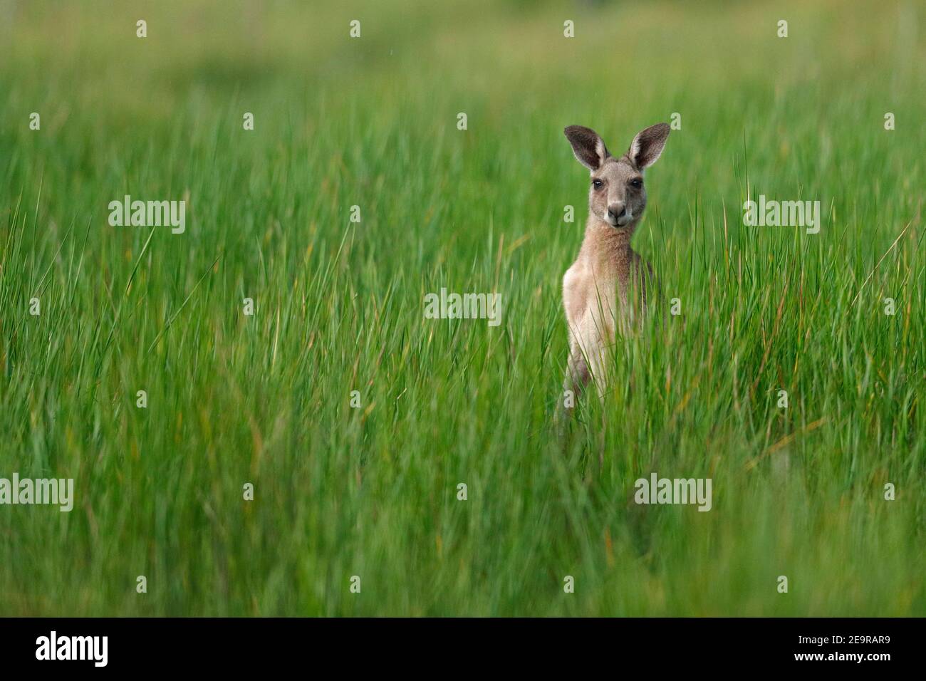 Kangaroo ( ) in Field, Girraween National Park, Southwest Queensland, Australia 2 febbraio 2017 Foto Stock