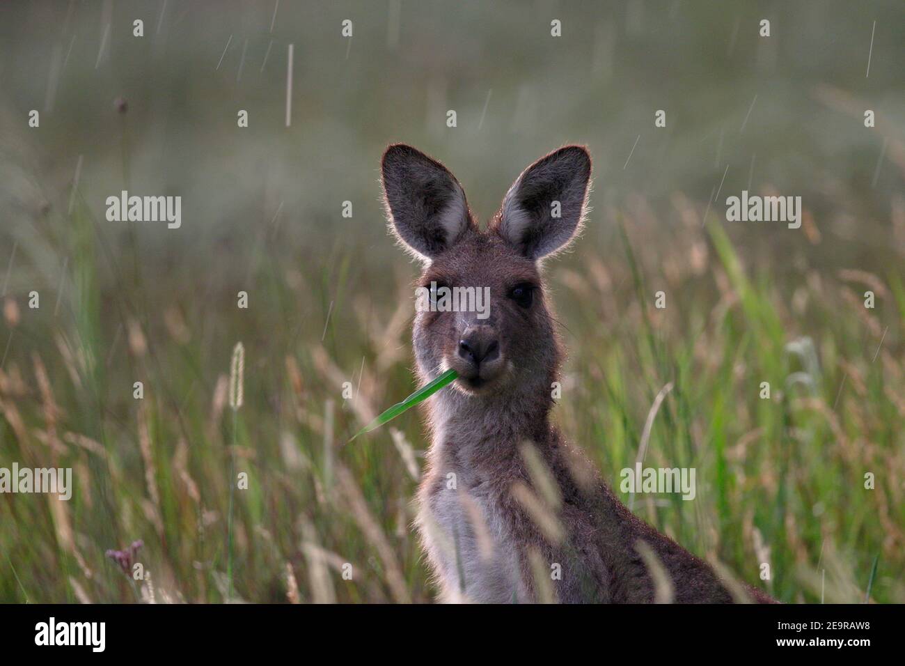 Eastern Grey Kangaroo (Macropus giganteus) nella pioggia pomeridiana, Girraween National Park, Southwest Queensland, Australia 2 febbraio 2017 Foto Stock