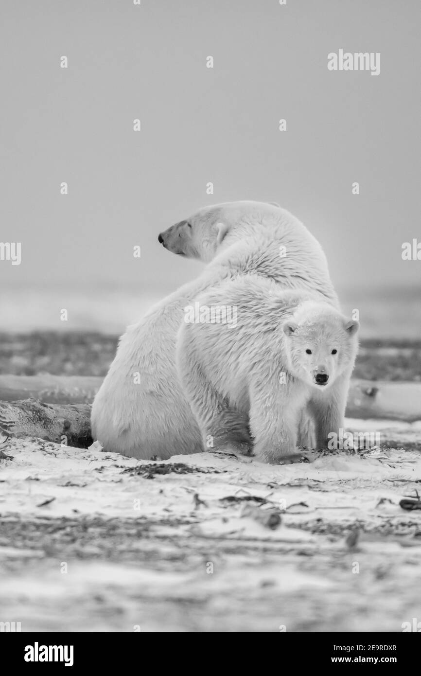 Orso polare madre e cucciolo Foto e Immagini Stock in Bianco e Nero - Alamy