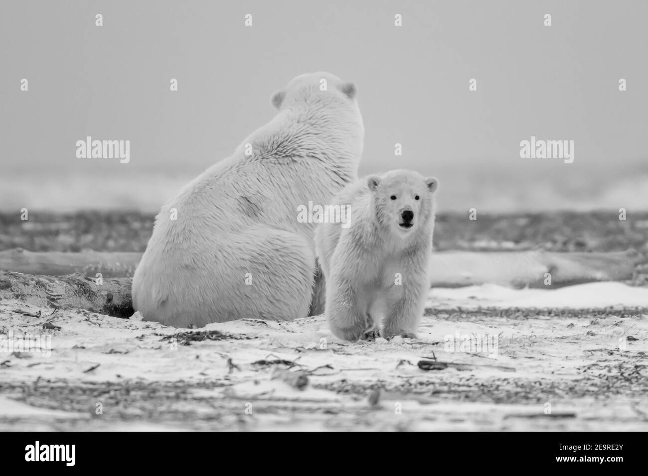 Orso polare madre e cucciolo Foto e Immagini Stock in Bianco e Nero - Alamy