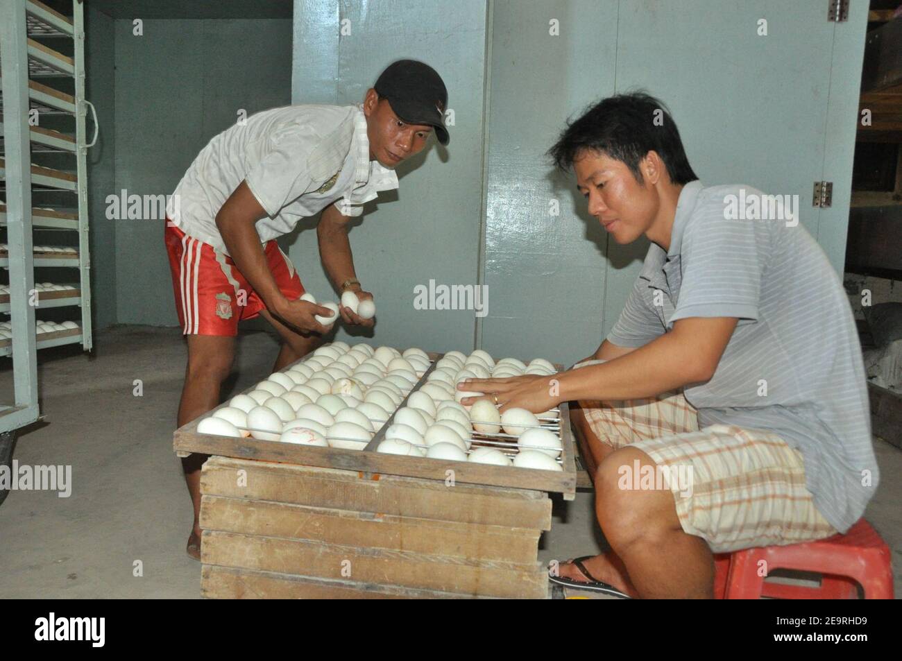 Il sig. Thien ispeziona l'uovo al suo vivaio di anatre in Can Tho (14056482898). Foto Stock