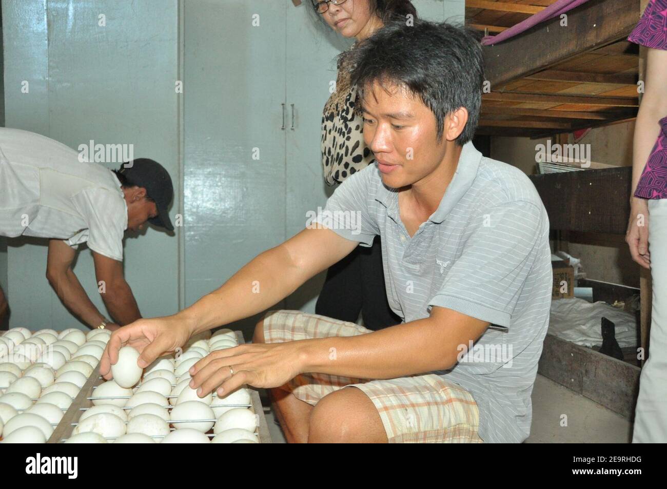Il sig. Thien ispeziona l'uovo al suo vivaio di anatre in Can Tho (14219978446). Foto Stock