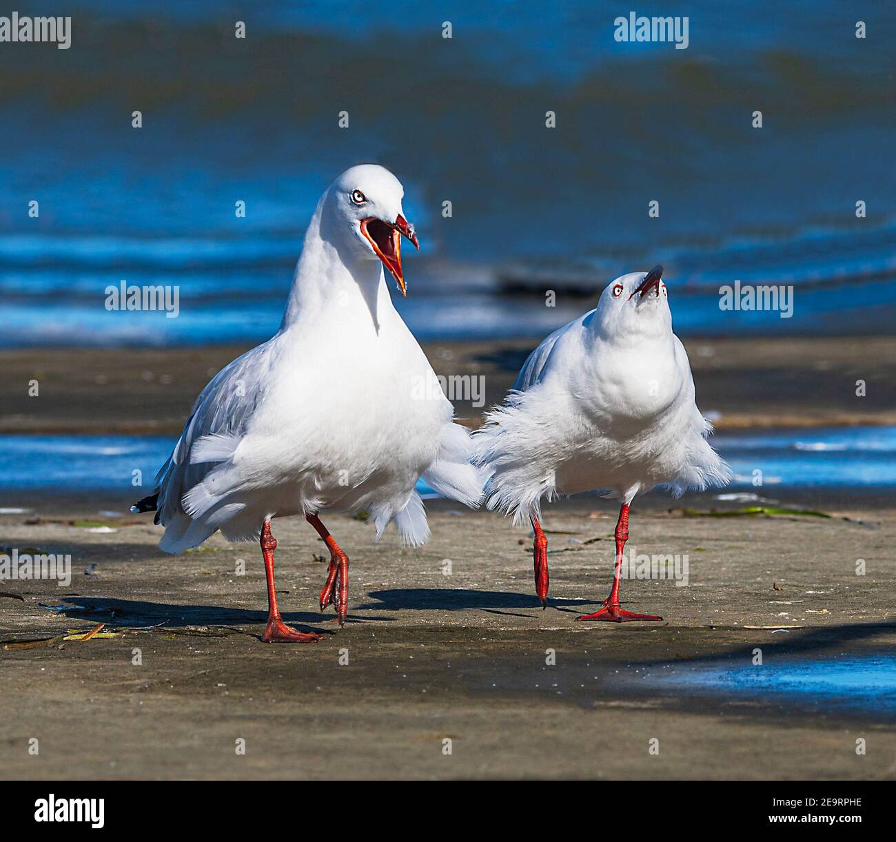 Due gabbiani d'argento (Larus novaehollandiae), uno che mostra aggressione, Queensland, QLD, Australia Foto Stock