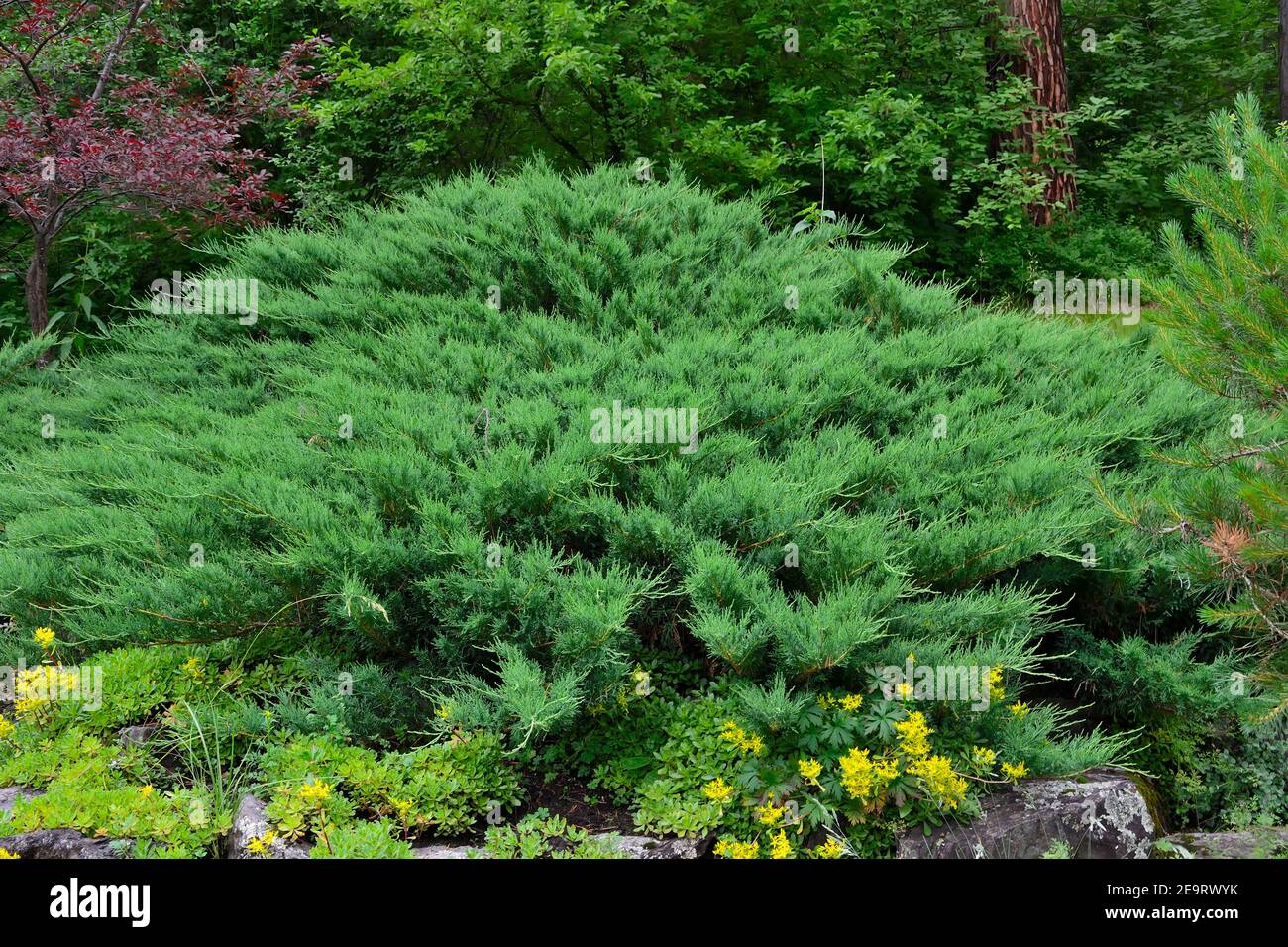 Cespuglio orisontale verde di ginepro Cossack ( lat. Juniperus sabina) in giardino roccioso. Juniper è pianta di conifere sempreverde per Garden art/design/terreni Foto Stock