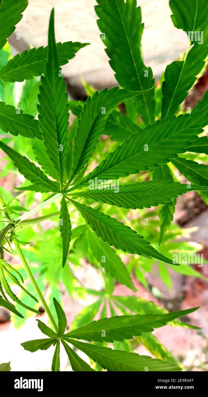 Foglia di cannabis Foto Stock
