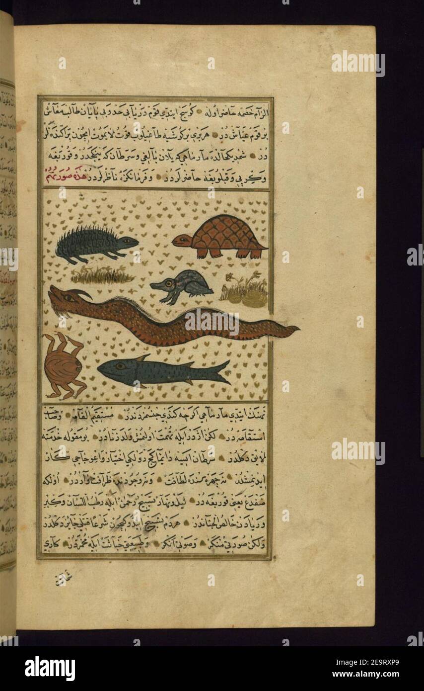 Muhammad ibn Muhammad Shakir Ruzmah-'i Nathani - un Eel, una Rana, una tartaruga, e altri animali Foto Stock