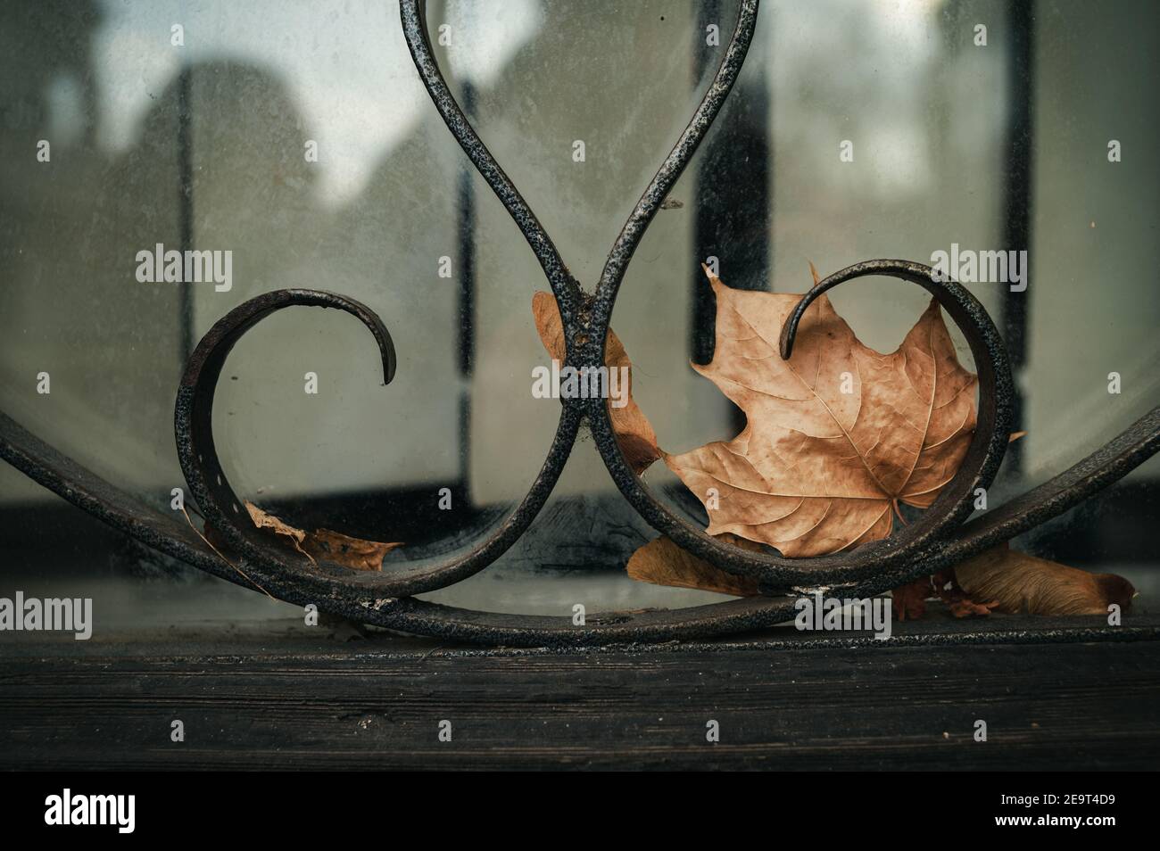 Recinzione finestra arrugginita di una vecchia casa abbandonata con foglie d'acero d'autunno Foto Stock