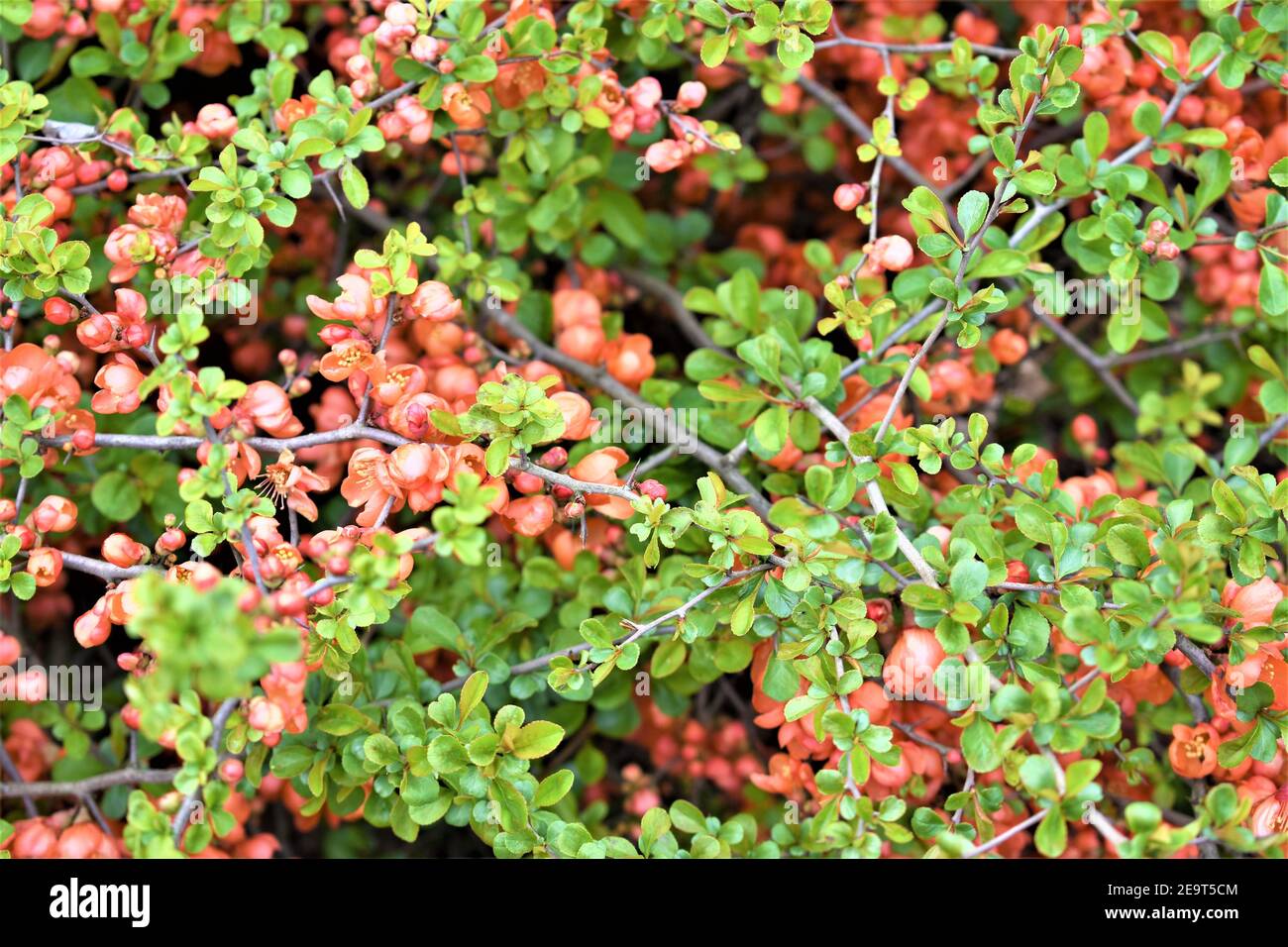 Closeup di verde fogliame di foresta con bulbi di fiori tangerini Foto Stock