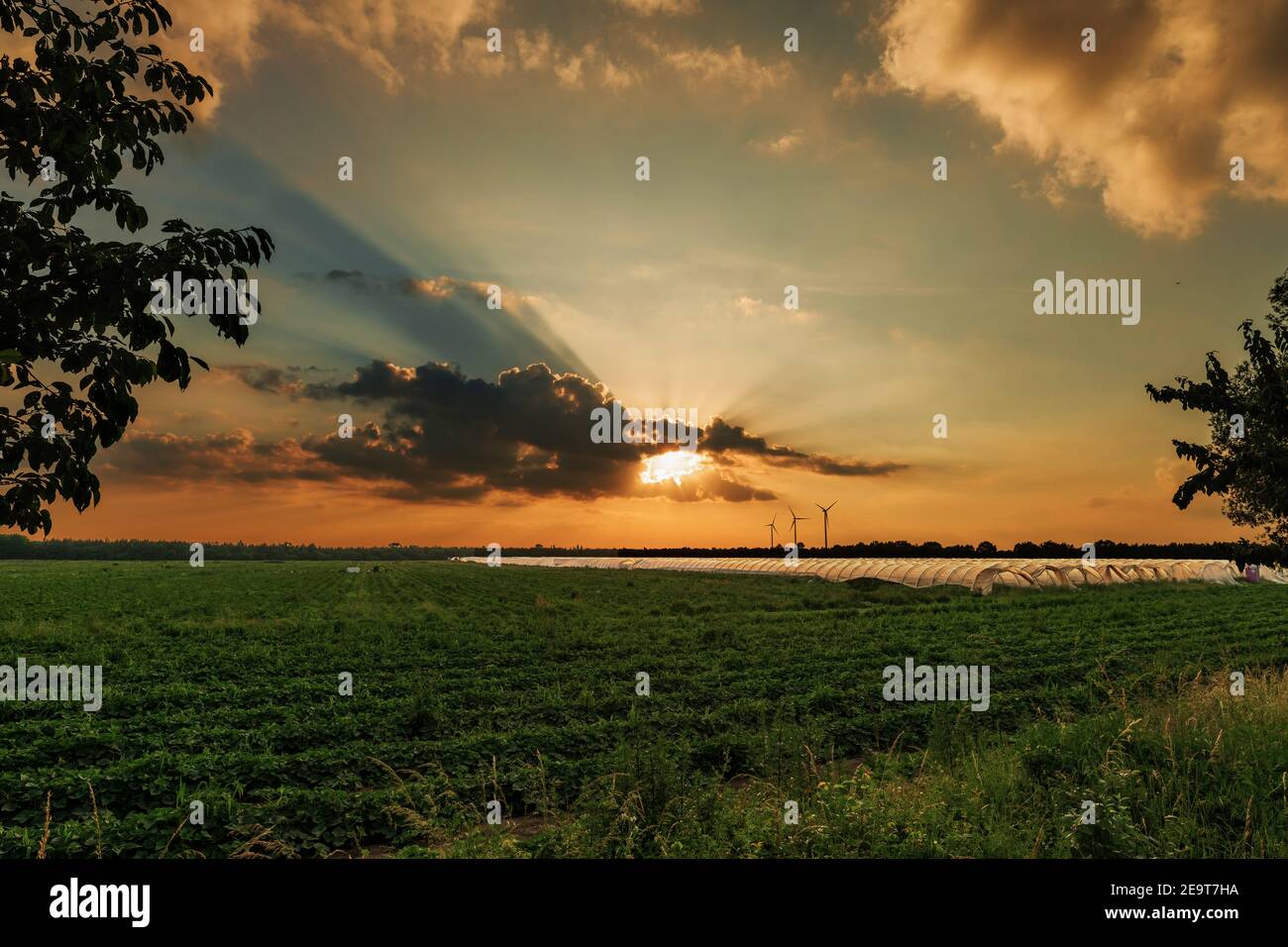 Un campo di fragole con tende di alluminio al tramonto La foresta di Spreewald Foto Stock