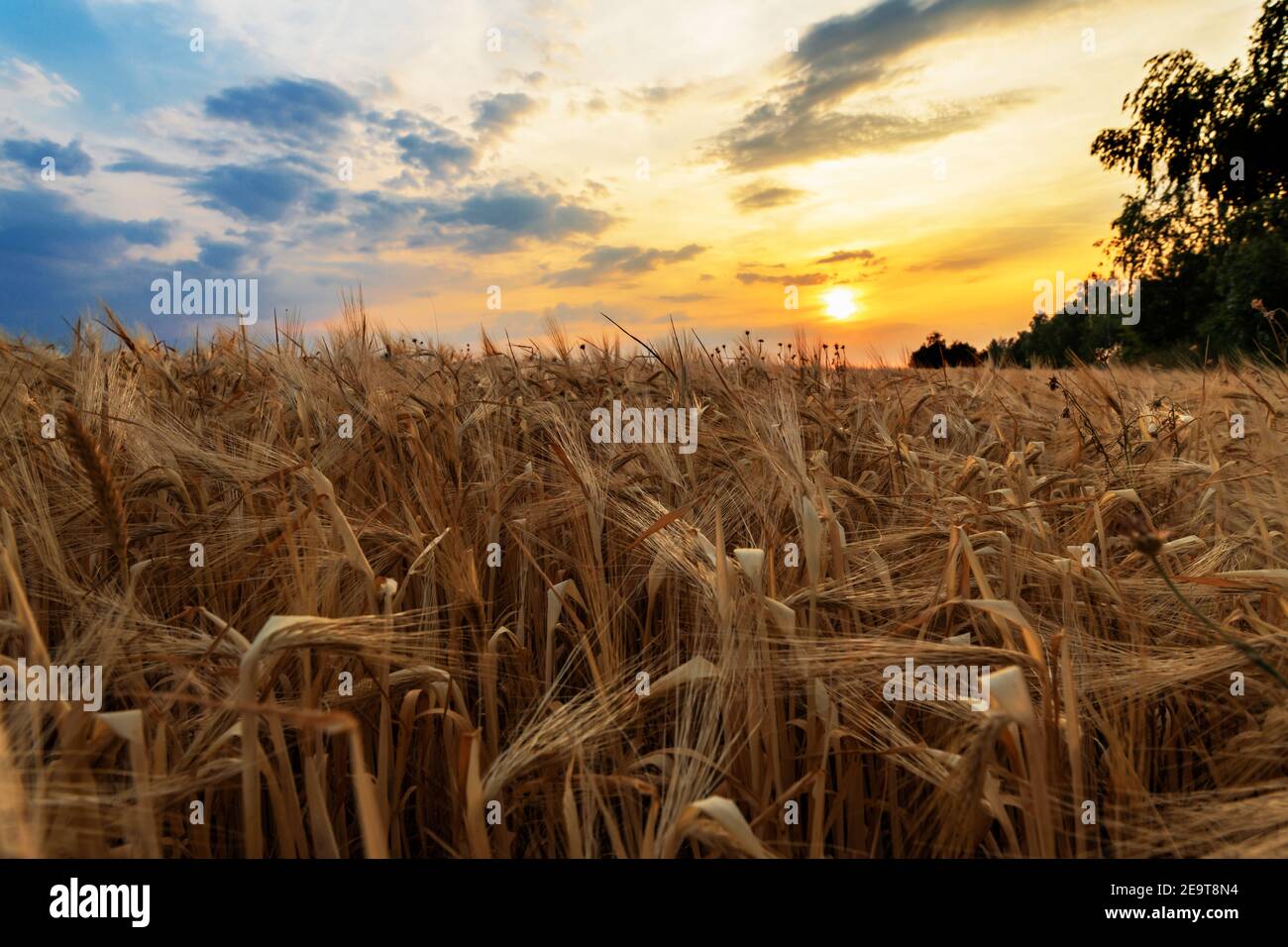 Un campo di segale al tramonto Foto Stock
