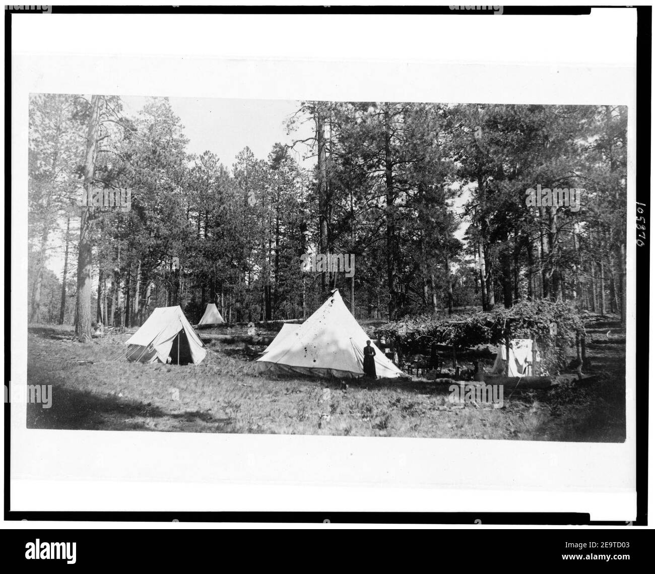 La mia tenda. Camp a molla di felce, Near Baker's Butte, Mogollon Mountains, Arizona Foto Stock