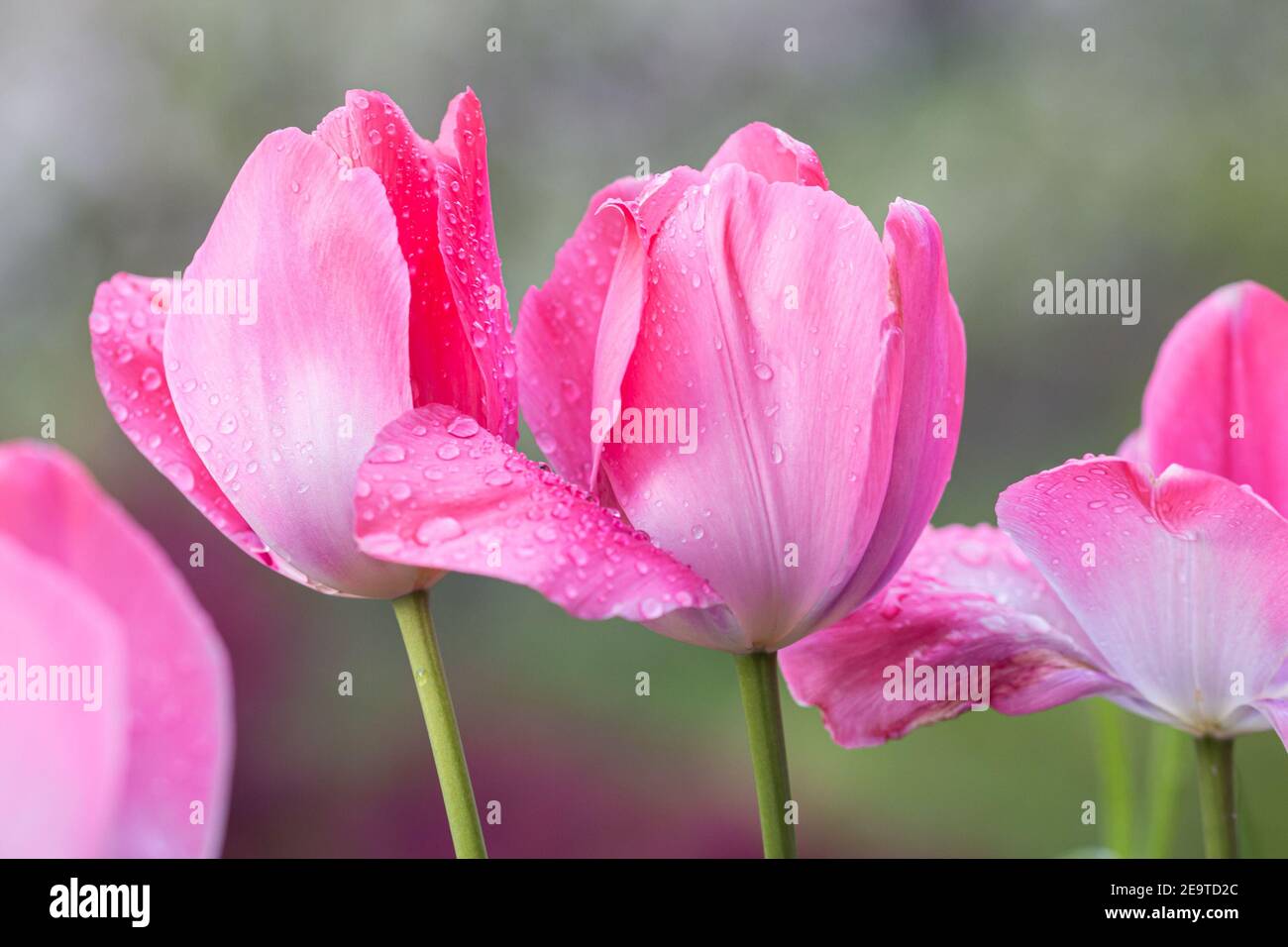 open rosa tulipano fiorisce con gocce di pioggia; romantica valentines carta giorno Foto Stock