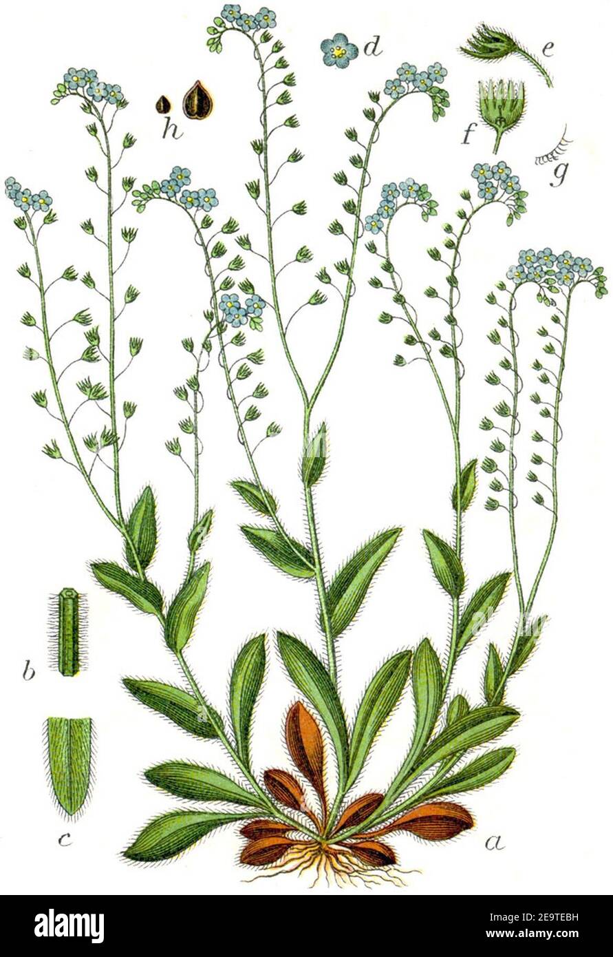 Myosotis sylvatica Sturm17. Foto Stock