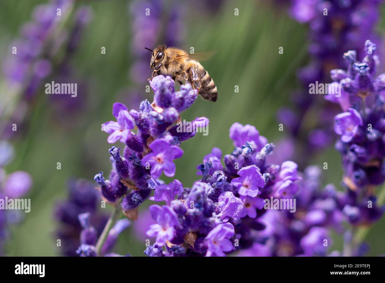 Macro di un'ape di miele (apis mellifera) su un fiore di lavanda (lavandula angustifolia) con sfondo bokeh sfocato; salvare il concetto di api Foto Stock