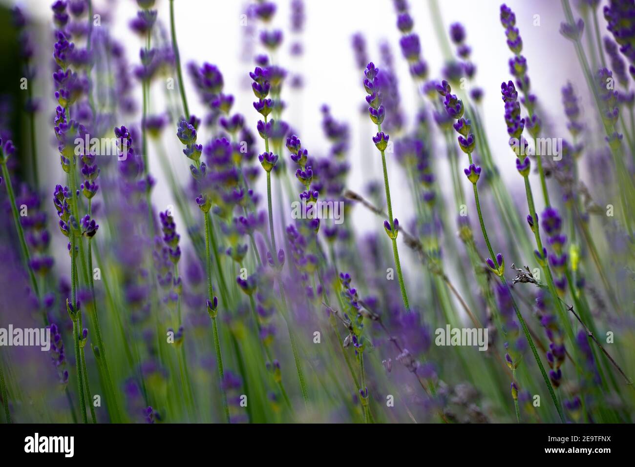 Campo di fiori di lavanda, Lavandula angustifolia, Lavandula officinalis (Macro shot / close up) - colore viola scuro (Wallpaper) Foto Stock