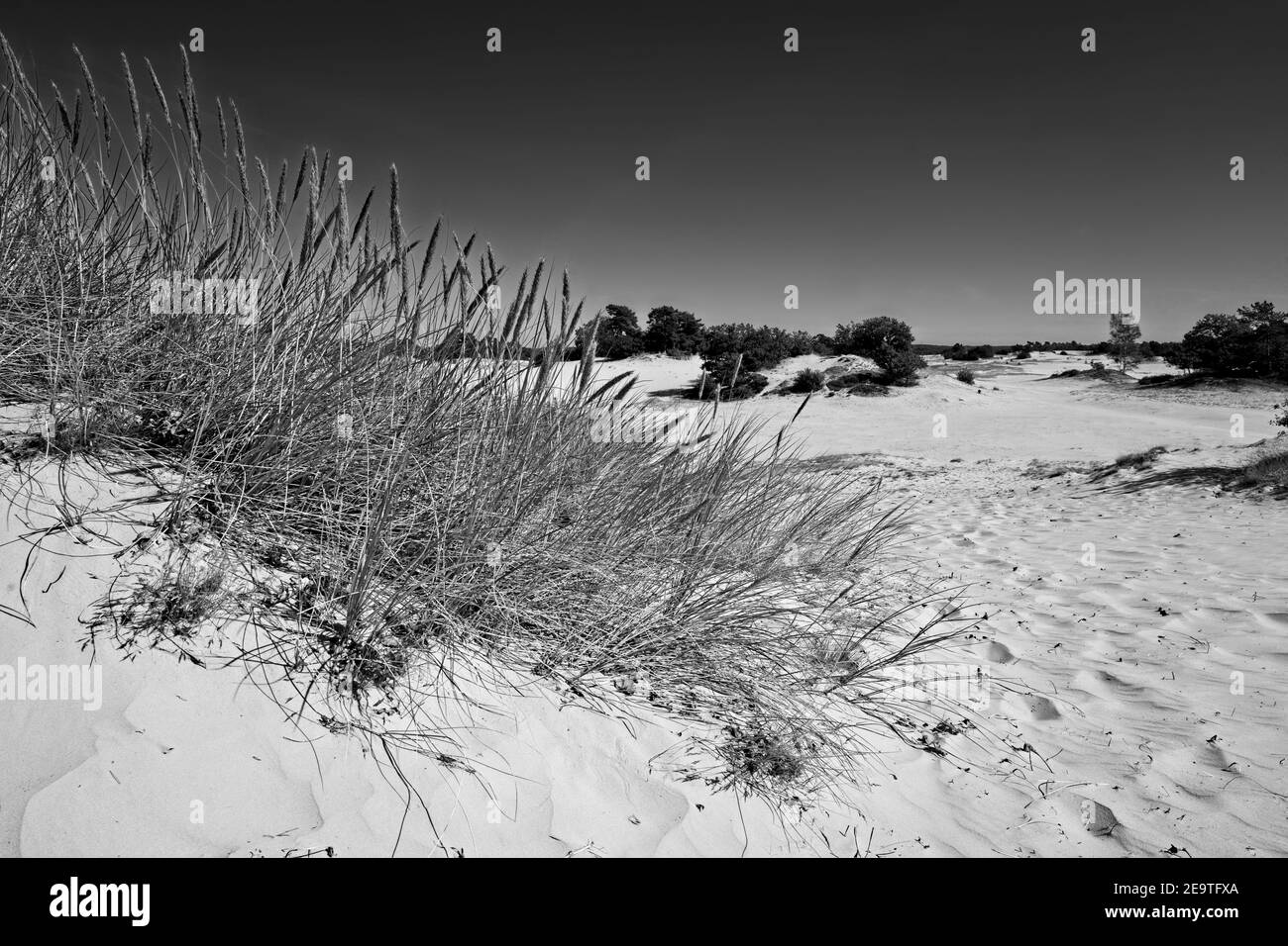 Kootwijk Paesi Bassi - 18 settembre 2020 - dune di sabbia in Riserva naturale Kootwijkerzand nei Paesi Bassi Foto Stock