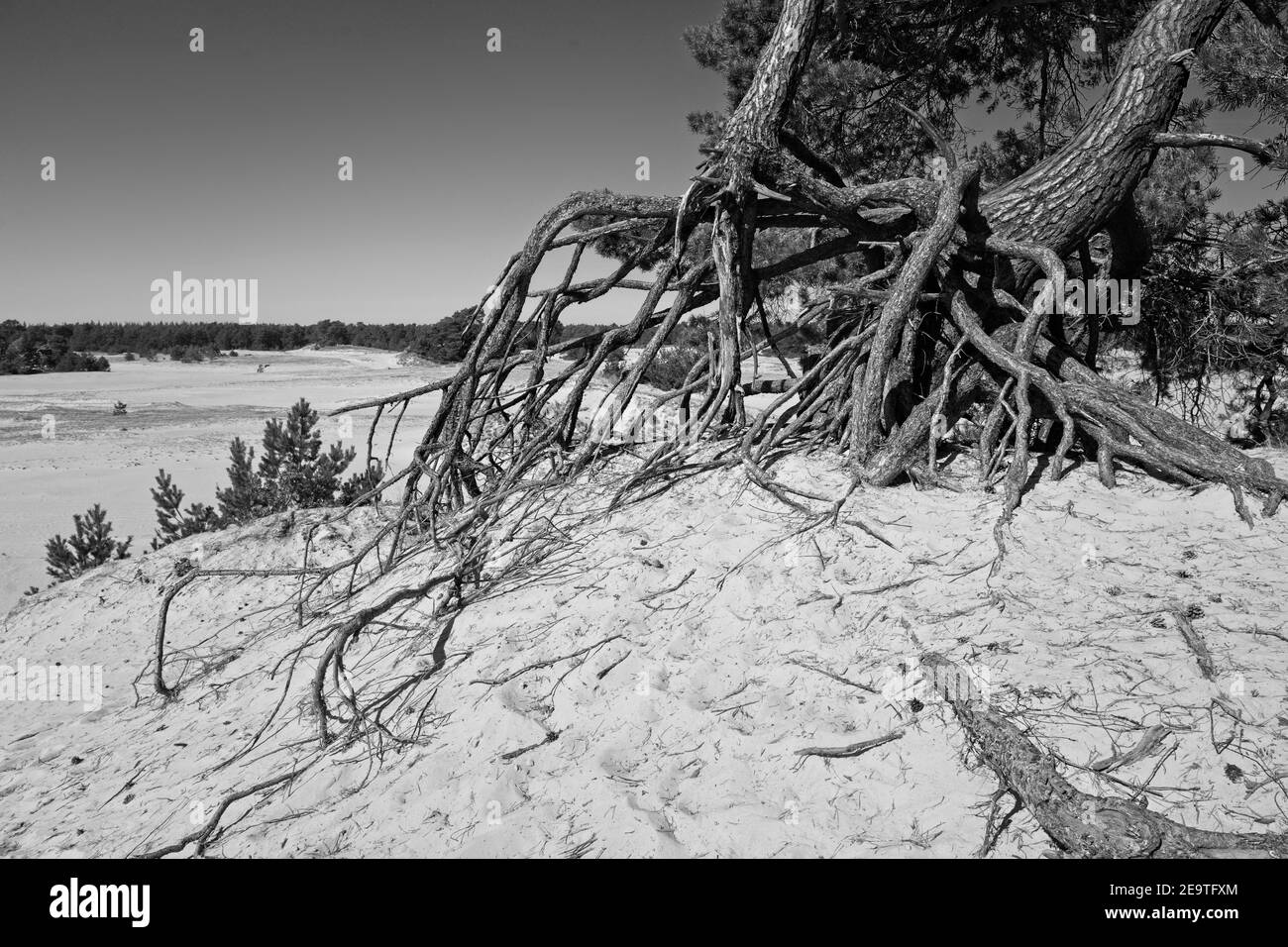 Kootwijk Paesi Bassi - 18 settembre 2020 - dune di sabbia in Riserva naturale Kootwijkerzand nei Paesi Bassi Foto Stock