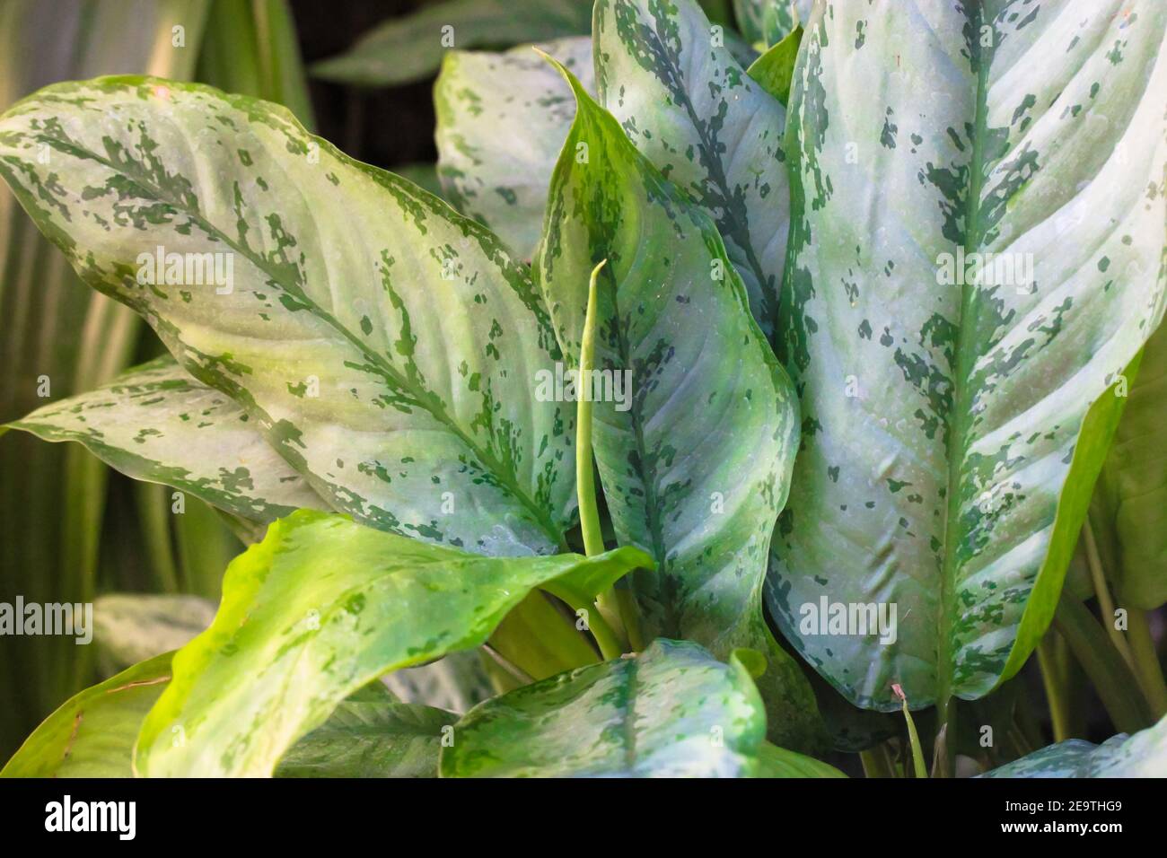 Dieffenbachia, Dumb cane, leopardo foglie tessitura e sfondo. Prendersi cura di piante esotiche di casa. Foto di alta qualità Foto Stock