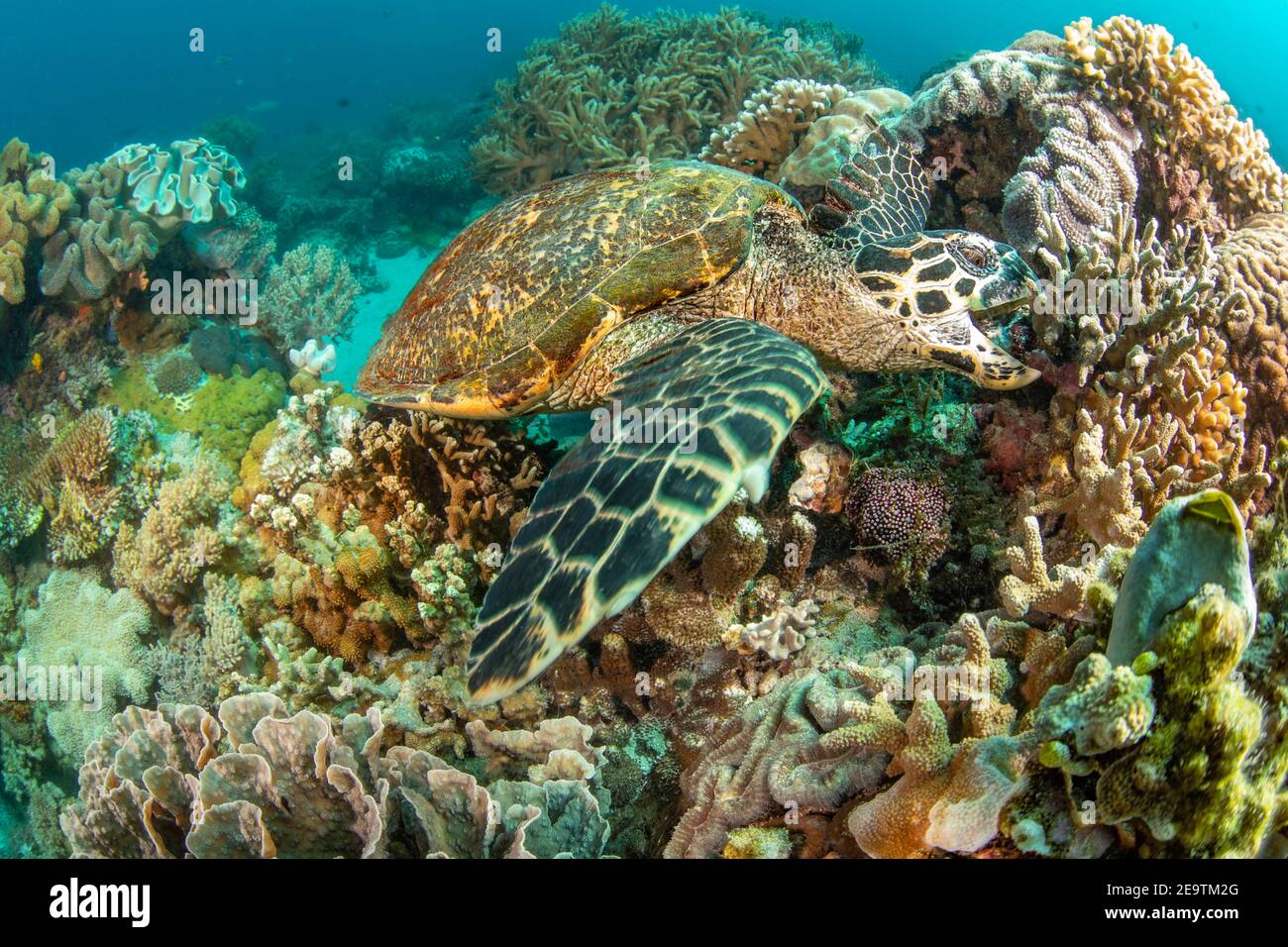 Eretmochelys imbricata, una tartaruga di falksbill a rischio critico, prende un morso dalla barriera corallina, Filippine, Oceano Pacifico. Foto Stock