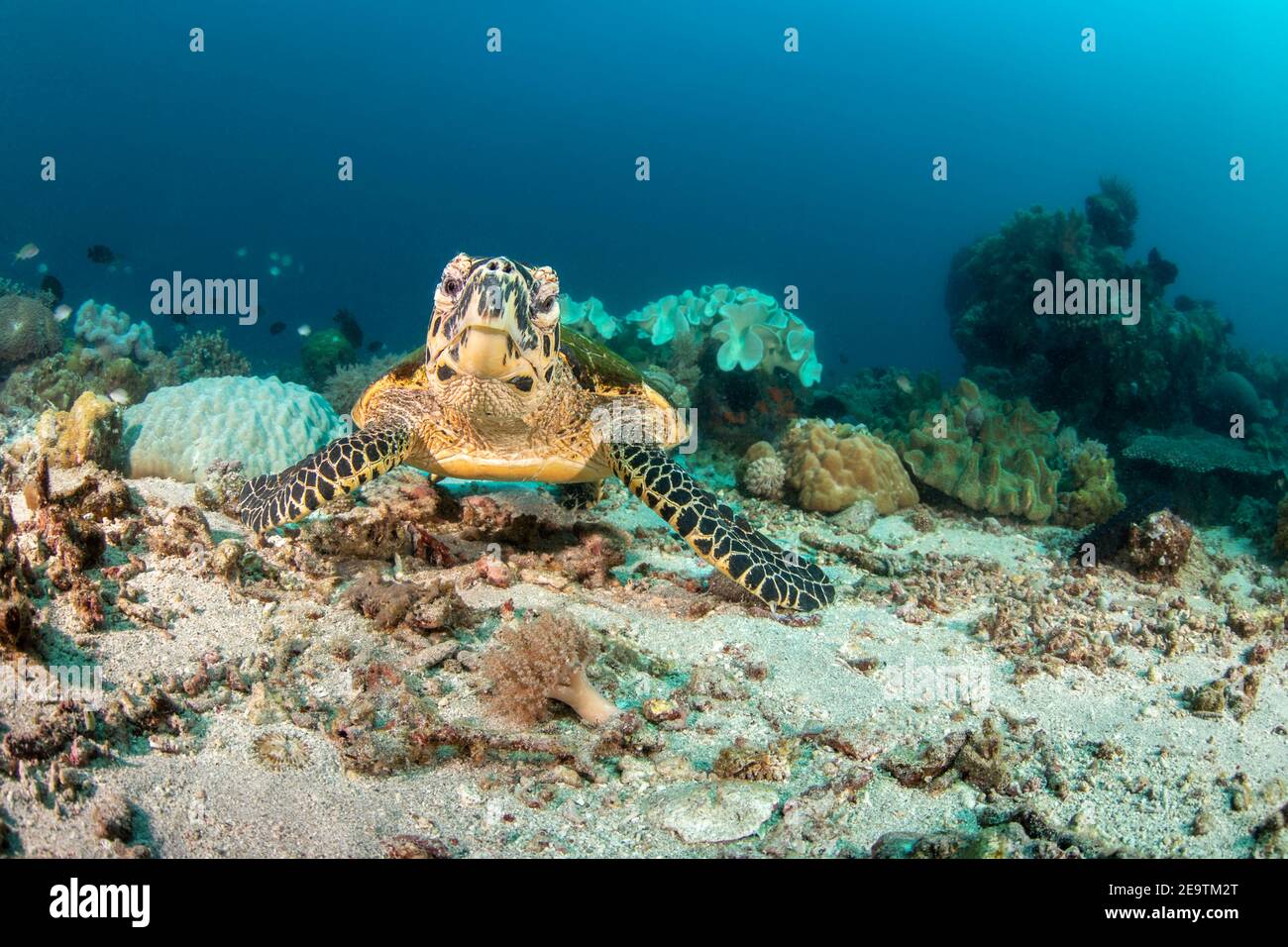 Eretmochelys imbricata, una tartaruga di falksbill a rischio critico, riposa su una barriera corallina nelle Filippine, Oceano Pacifico. Foto Stock