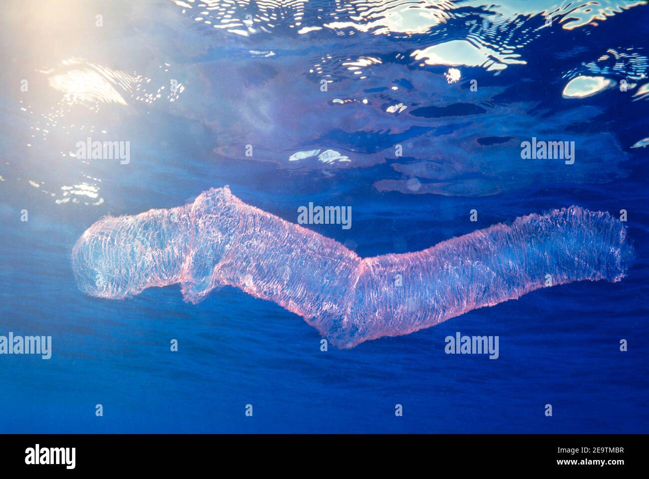 Una frizione flottante di un calamaro diamantato, Thysanoteuthis rombo. Conosciuto anche come il calamaro diamondback, Hawaii. Foto Stock