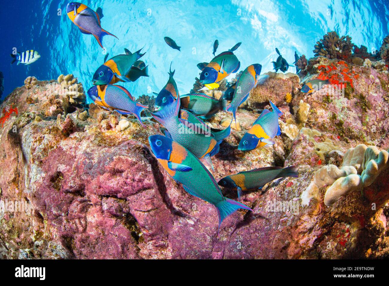 La sella wrasse, Thalassoma duperrey è endemica e la più comune di questa famiglia nelle Hawaii. Foto Stock