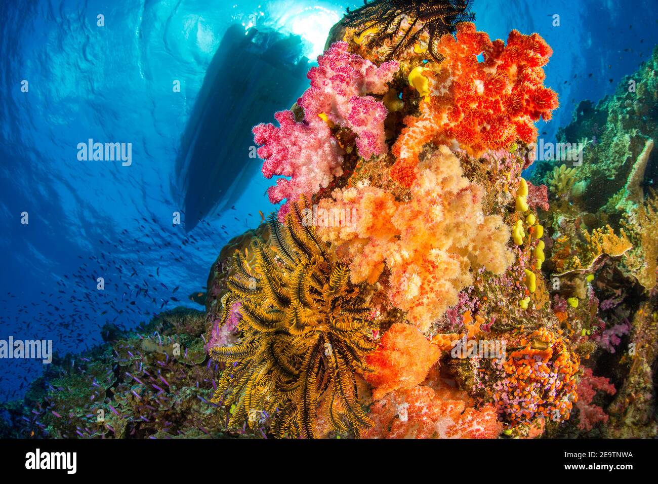 Le stelle di corallo e piuma dell'Alconia dominano questa scena della barriera corallina delle Fiji con le anthias che scolano più in basso la barriera corallina. Sulla superficie una barca da immersione attende per p Foto Stock