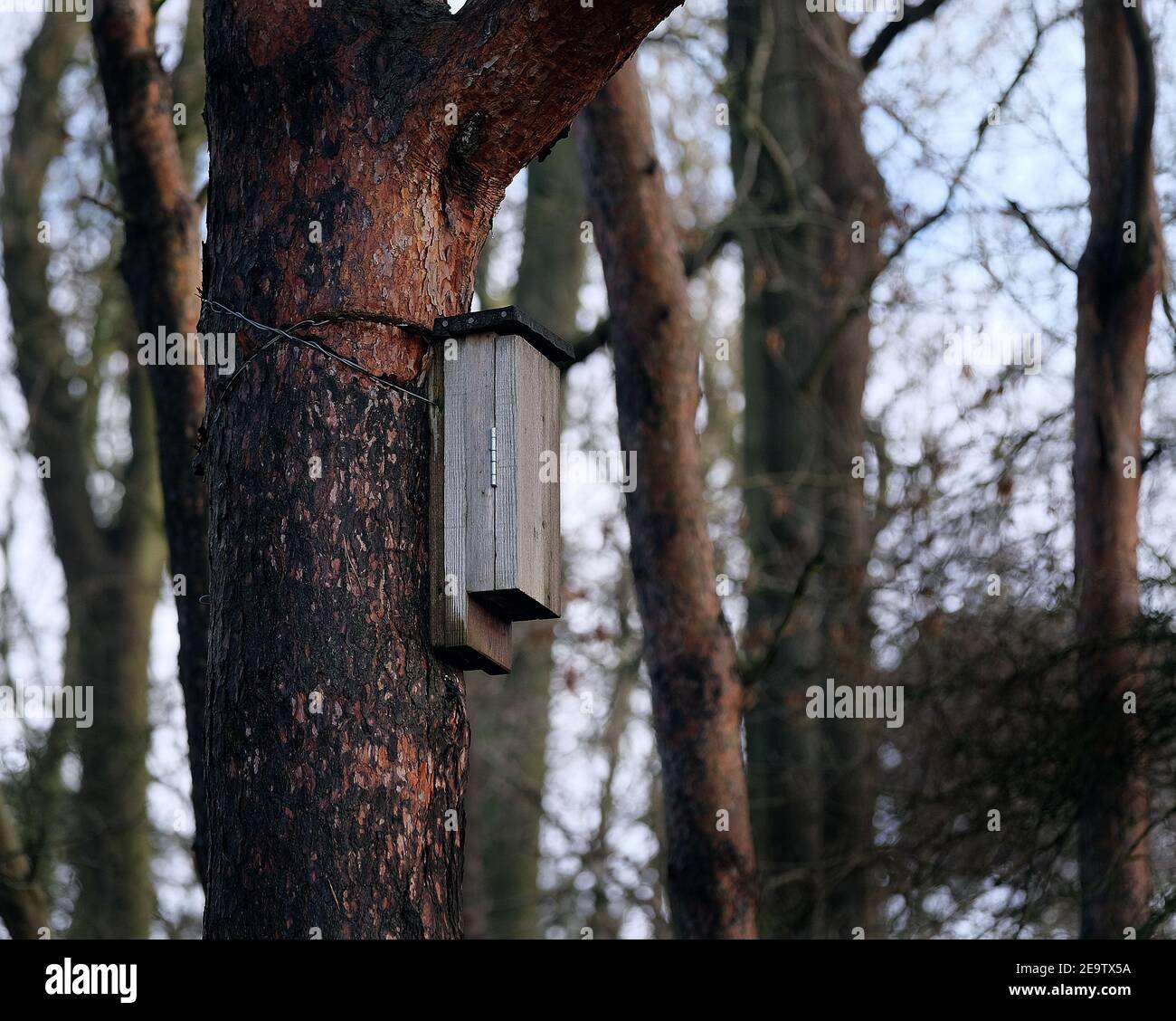Scatola di rosticchiatura BAT installata in un bosco di abeti. REGNO UNITO. Foto Stock