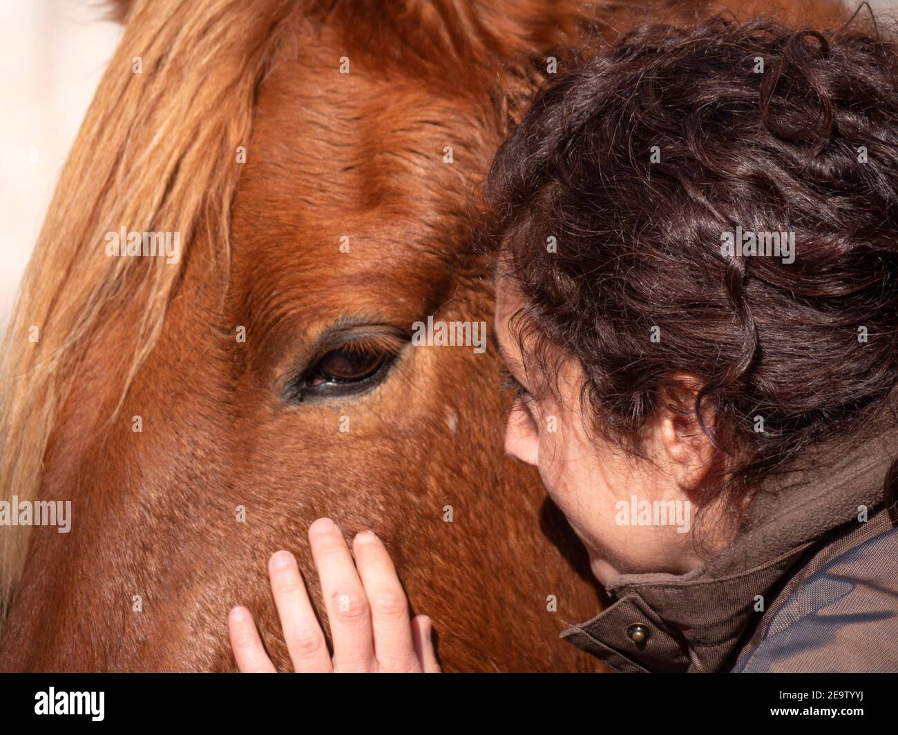 Vista laterale di una donna caucasica che accarezzava un pony piebald. Foto Stock