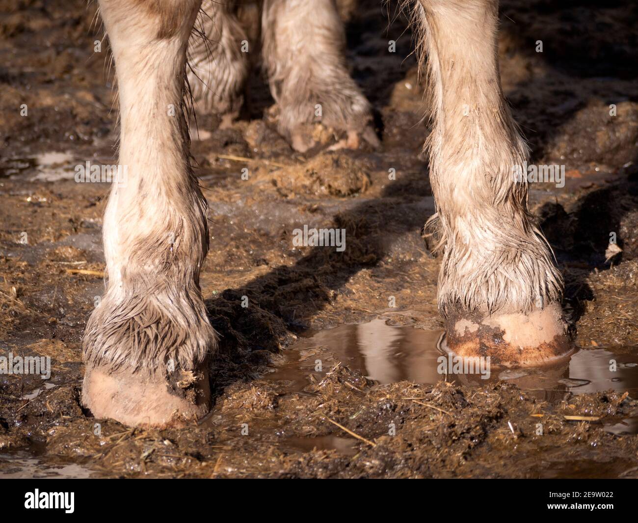 Vista orizzontale del piebald cavallo mare a piedi nudi nel fango. Foto Stock