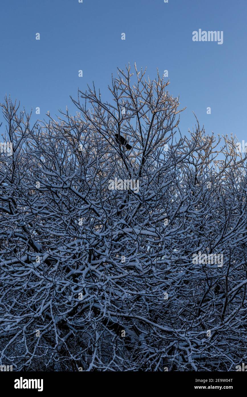 Blackbird riparando in un Tange di rami ricoperti di neve Foto Stock