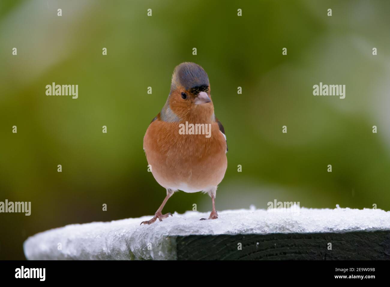 Chaffinch maschio su tavola degli uccelli congelata rivolto in avanti Foto Stock
